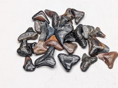 Lot of 25 Authentic Fossilized Shark Teeth!!