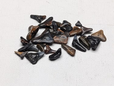 Lot of 25 Authentic Fossilized Shark Teeth!!