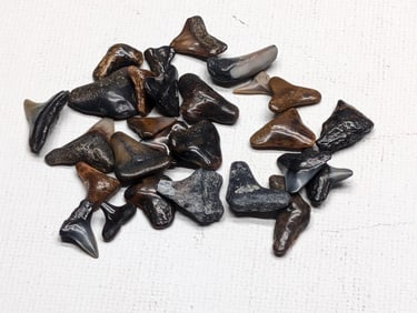 Lot of 25 Authentic Fossilized Shark Teeth!!