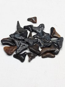 Lot of 25 Authentic Fossilized Shark Teeth!!
