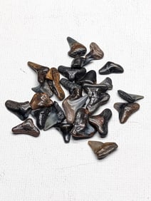 Lot of 25 Authentic Fossilized Shark Teeth!!