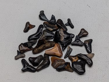 Lot of 25 Authentic Fossilized Shark Teeth!!