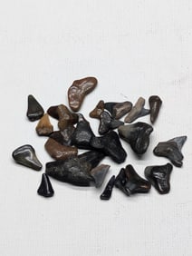 Lot of 25 Authentic Fossilized Shark Teeth!!