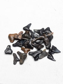 Lot of 25 Authentic Fossilized Shark Teeth!!