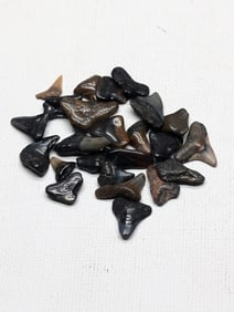 Lot of 25 Authentic Fossilized Shark Teeth!!