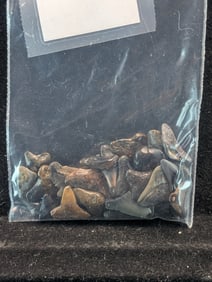 Lot of 25 Authentic Fossilized Shark Teeth!!
