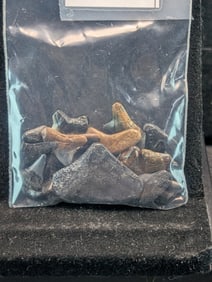 Lot of 25 Authentic Fossilized Shark Teeth!!