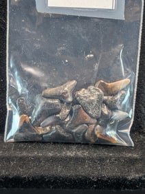 Lot of 25 Authentic Fossilized Shark Teeth!!