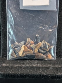 Lot of 25 Authentic Fossilized Shark Teeth!!