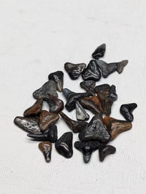 Lot of 25 Authentic Fossilized Shark Teeth!!