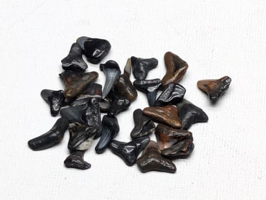 Lot of 25 Authentic Fossilized Shark Teeth!!