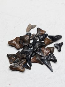 Lot of 25 Authentic Fossilized Shark Teeth!!