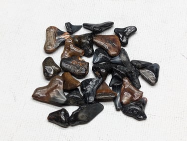 Lot of 25 Authentic Fossilized Shark Teeth!!