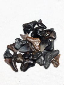 Lot of 25 Authentic Fossilized Shark Teeth!!