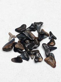 Lot of 25 Authentic Fossilized Shark Teeth!!