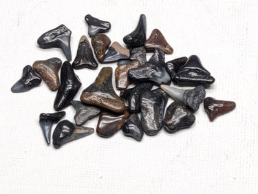 Lot of 25 Authentic Fossilized Shark Teeth!!