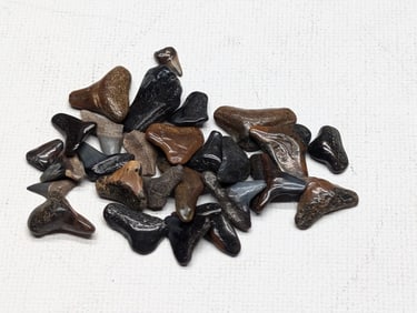 Lot of 25 Authentic Fossilized Shark Teeth!!