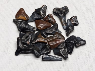 Lot of 25 Authentic Fossilized Shark Teeth!!