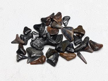 Lot of 25 Authentic Fossilized Shark Teeth!!