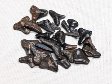 Lot of 25 Authentic Fossilized Shark Teeth!!