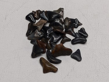 Lot of 25 Authentic Fossilized Shark Teeth!!