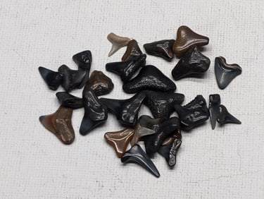 Lot of 25 Authentic Fossilized Shark Teeth!!