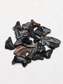 Lot of 25 Authentic Fossilized Shark Teeth!!