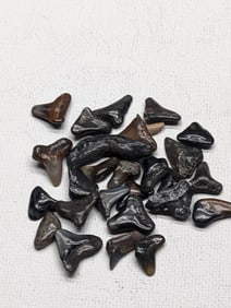 Lot of 25 Authentic Fossilized Shark Teeth!!