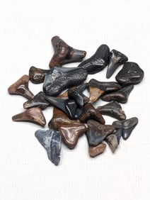Lot of 25 Authentic Fossilized Shark Teeth!!