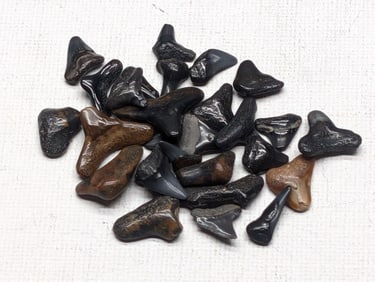 Lot of 25 Authentic Fossilized Shark Teeth!!