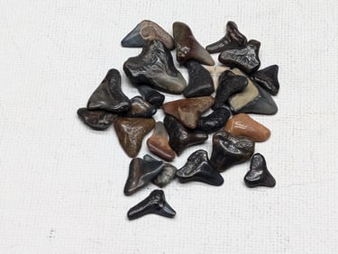 Lot of 25 Authentic Fossilized Shark Teeth!!