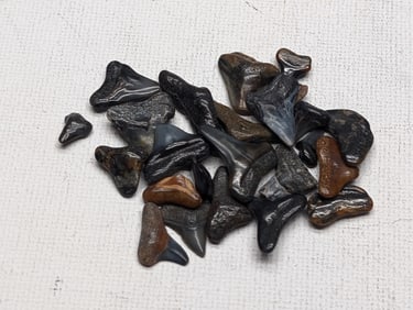 Lot of 25 Authentic Fossilized Shark Teeth!!