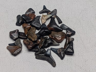 Lot of 25 Authentic Fossilized Shark Teeth!!