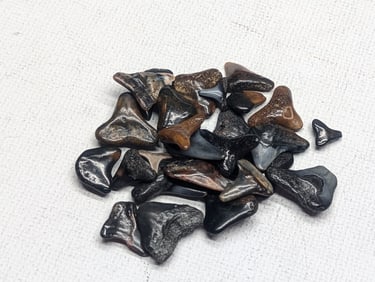 Lot of 25 Authentic Fossilized Shark Teeth!!
