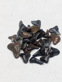 Lot of 25 Authentic Fossilized Shark Teeth!!