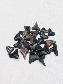 Lot of 25 Authentic Fossilized Shark Teeth!!