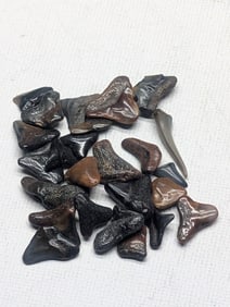 Lot of 25 Authentic Fossilized Shark Teeth!!