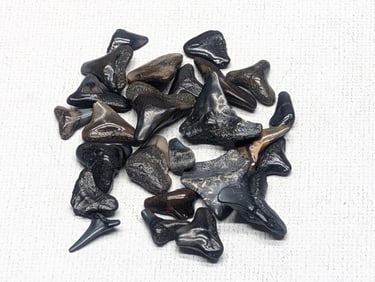 Lot of 25 Authentic Fossilized Shark Teeth!!