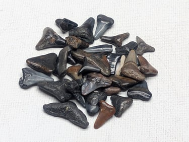 Lot of 25 Authentic Fossilized Shark Teeth!!
