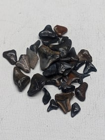 Lot of 25 Authentic Fossilized Shark Teeth!!