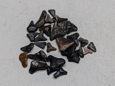 Lot of 25 Authentic Fossilized Shark Teeth!!