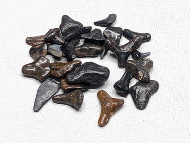 Lot of 25 Authentic Fossilized Shark Teeth!!