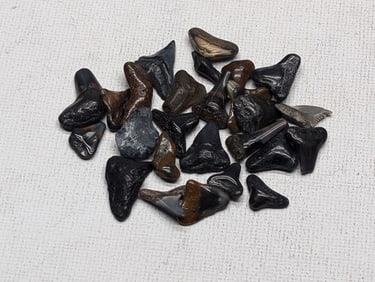 Lot of 25 Authentic Fossilized Shark Teeth!!