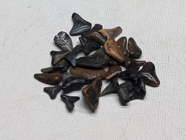 Lot of 25 Authentic Fossilized Shark Teeth!!