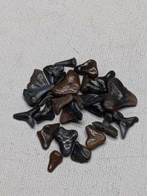 Lot of 25 Authentic Fossilized Shark Teeth!!