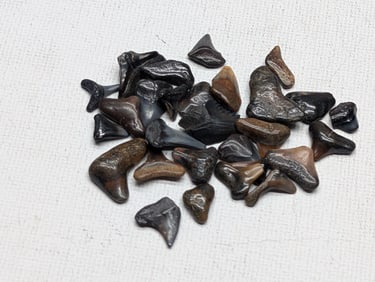 Lot of 25 Authentic Fossilized Shark Teeth!!