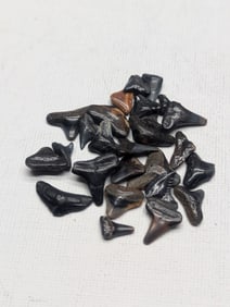 Lot of 25 Authentic Fossilized Shark Teeth!!