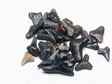 Lot of 25 Authentic Fossilized Shark Teeth!!