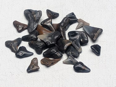 Lot of 25 Authentic Fossilized Shark Teeth!!