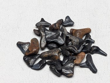 Lot of 25 Authentic Fossilized Shark Teeth!